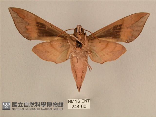 背中白天蛾藏品圖，第2張