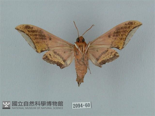 廣東鷹翅天蛾藏品圖，第2張