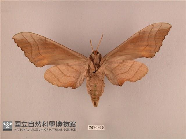 栗六點天蛾藏品圖，第2張