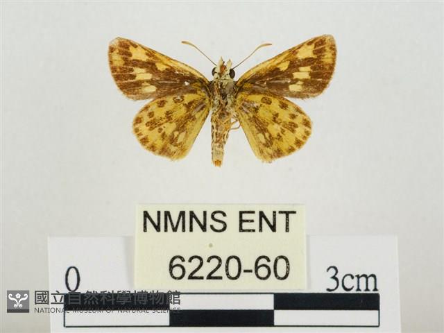 小黃星弄蝶藏品圖，第2張