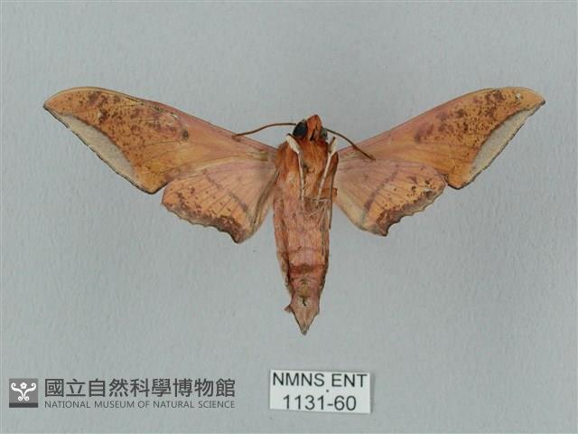 廣東鷹翅天蛾藏品圖，第2張