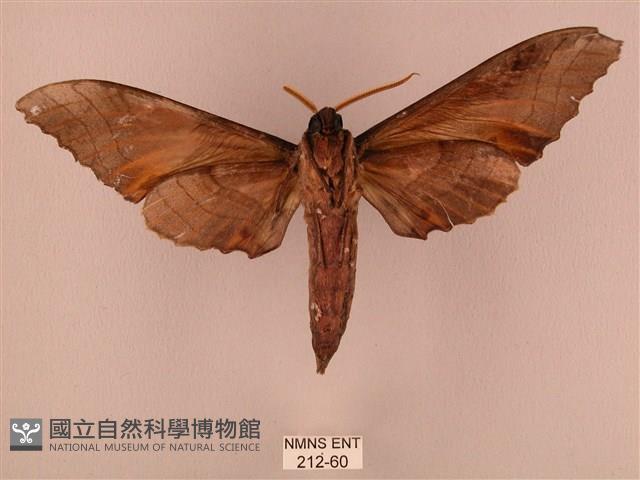 栗六點天蛾藏品圖，第2張