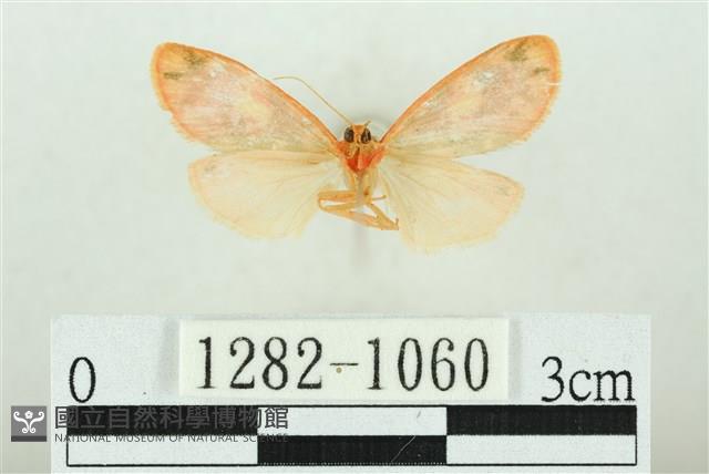 三色豔苔蛾藏品圖，第2張