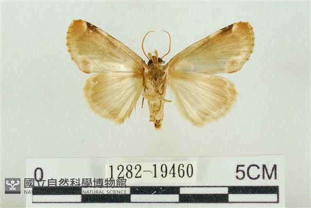 大斑波紋蛾藏品圖，第2張