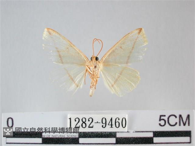 澄線尺蛾藏品圖，第2張