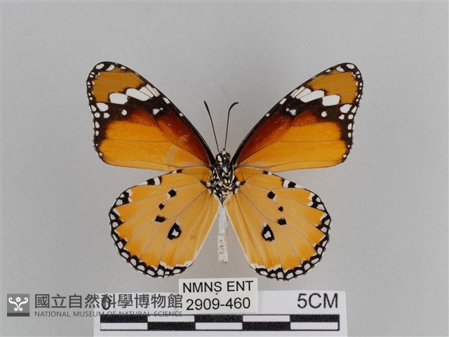 樺斑蝶藏品圖，第2張
