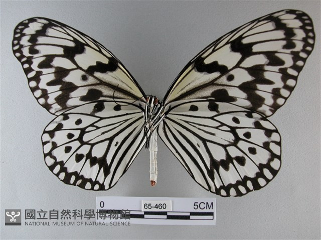 大白斑蝶藏品圖，第2張
