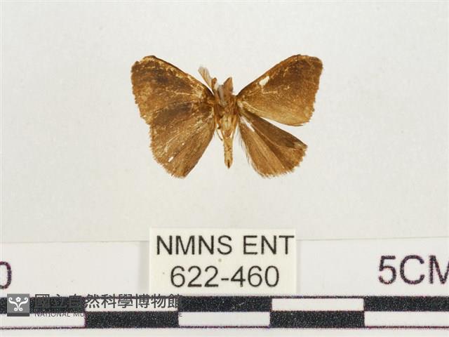 小白紋毒蛾藏品圖，第2張