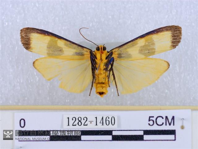 閃光苔蛾藏品圖，第2張