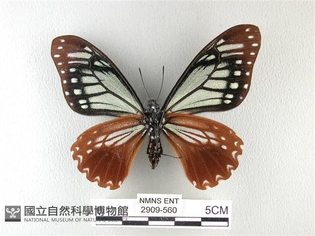 斑鳳蝶藏品圖，第2張