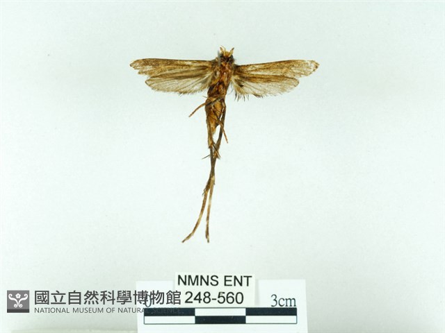 長腳大織蛾藏品圖，第2張