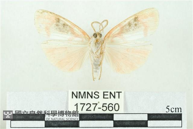 臺雪苔蛾藏品圖，第2張