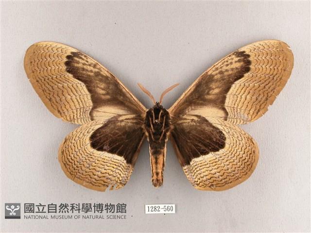 枯球籮紋蛾藏品圖，第2張