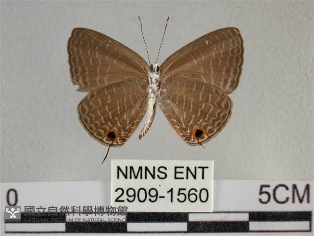 雅波灰蝶藏品圖，第2張