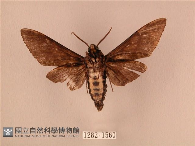 白星天蛾藏品圖，第2張