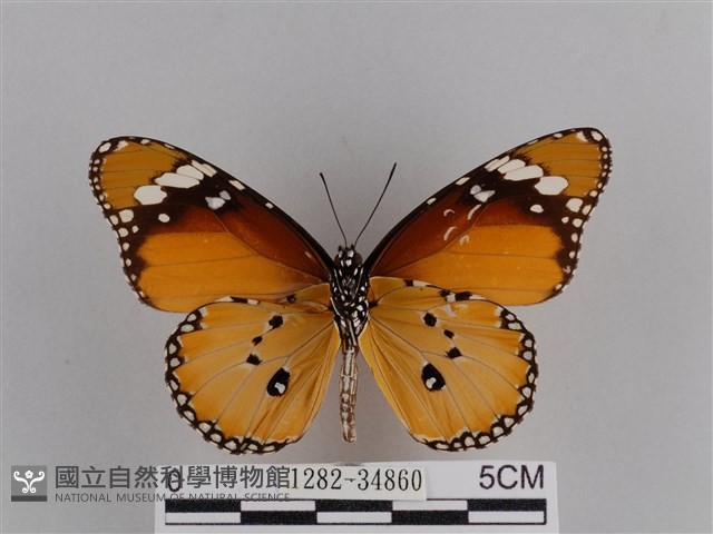 樺斑蝶藏品圖，第2張