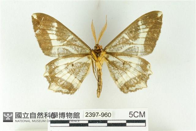 樹形尺蛾藏品圖，第2張