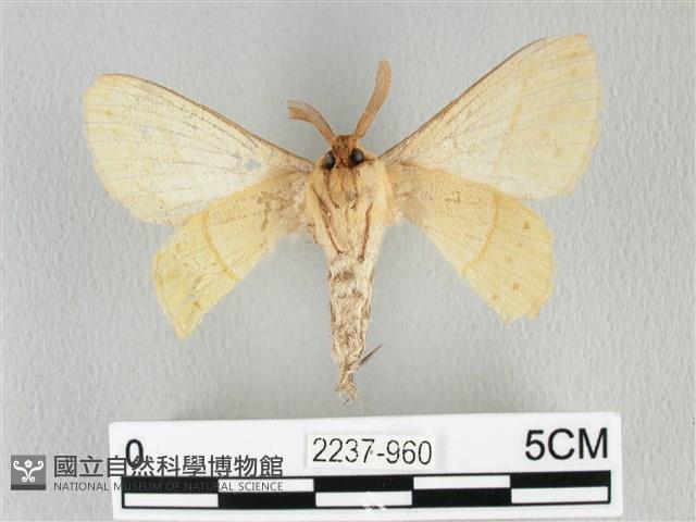 青枯葉蛾藏品圖，第2張