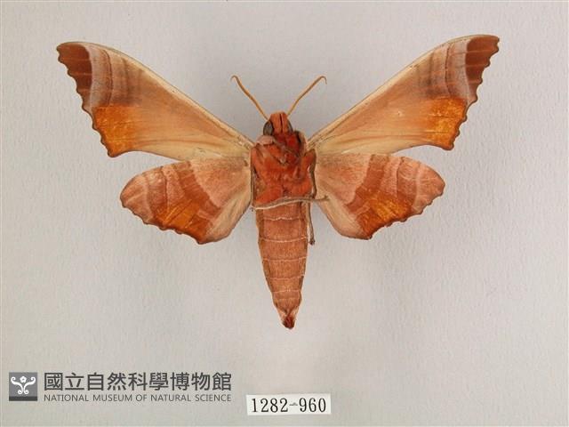 黑角六點天蛾藏品圖，第2張