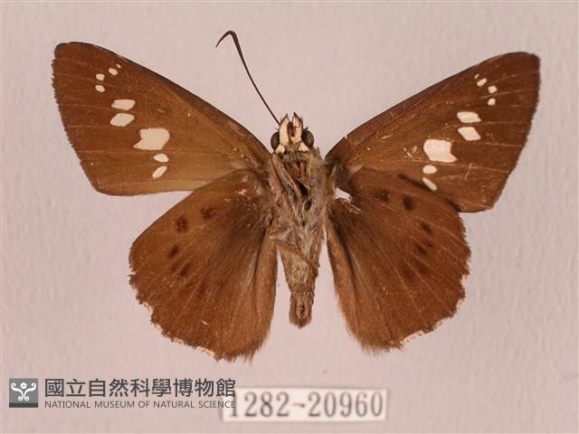 臺灣瑟弄蝶藏品圖，第2張