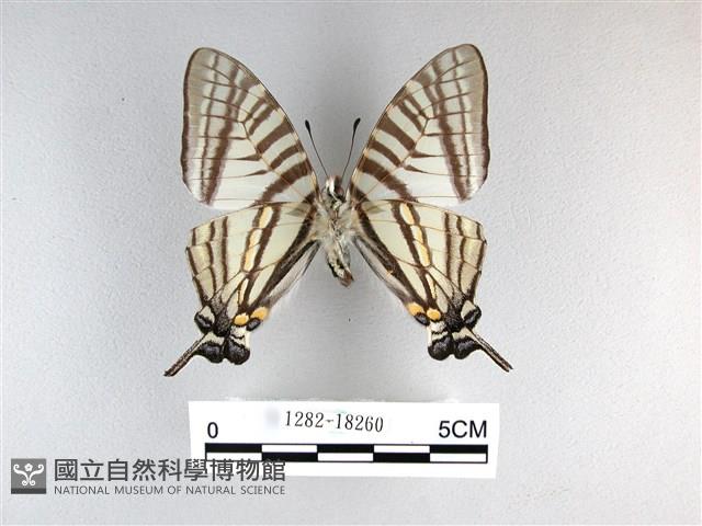 劍鳳蝶藏品圖，第2張