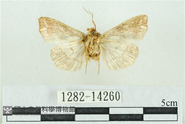 粉紅帶散紋夜蛾藏品圖，第2張