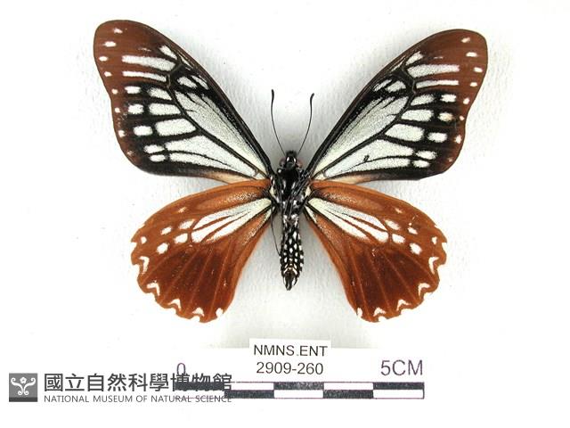 斑鳳蝶藏品圖，第2張