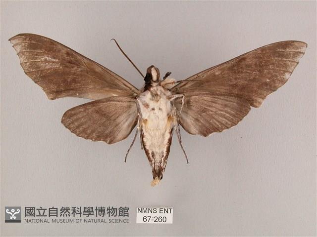 粗斜紋天蛾藏品圖，第2張