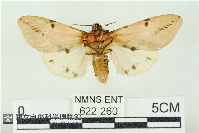 棍棒污燈蛾藏品圖，第2張