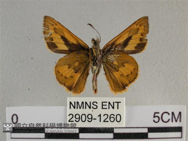 竹橙斑弄蝶藏品圖，第2張