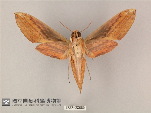 綠背斜紋天蛾藏品圖，第2張