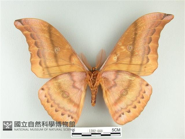 大透目天蠶蛾藏品圖，第2張