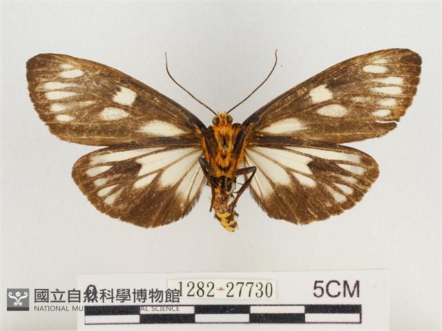 巨網燈蛾藏品圖，第2張