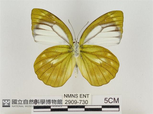 淡褐脈粉蝶藏品圖，第2張