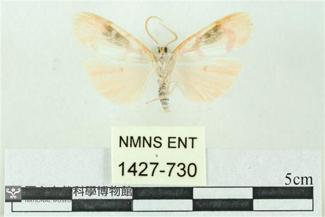 臺雪苔蛾藏品圖，第2張