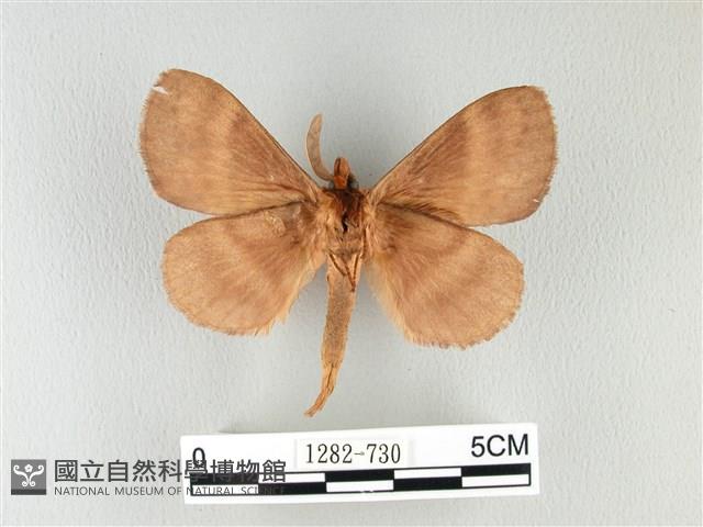 波紋枯葉蛾藏品圖，第2張