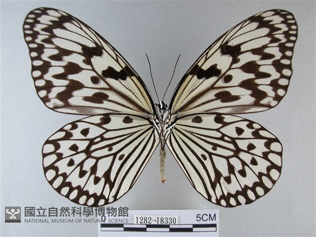 大白斑蝶藏品圖，第2張
