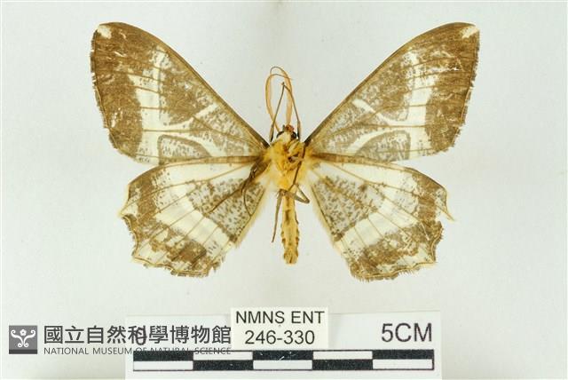 樹形尺蛾藏品圖，第2張