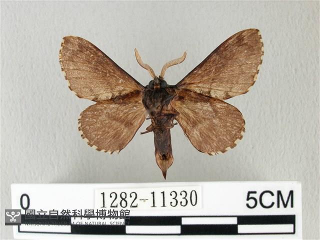 銀肩枯葉蛾藏品圖，第2張