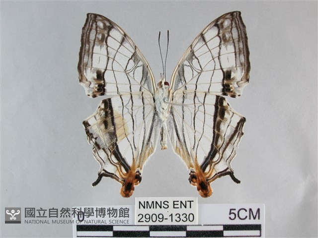 網絲蛺蝶、石牆蝶藏品圖，第2張