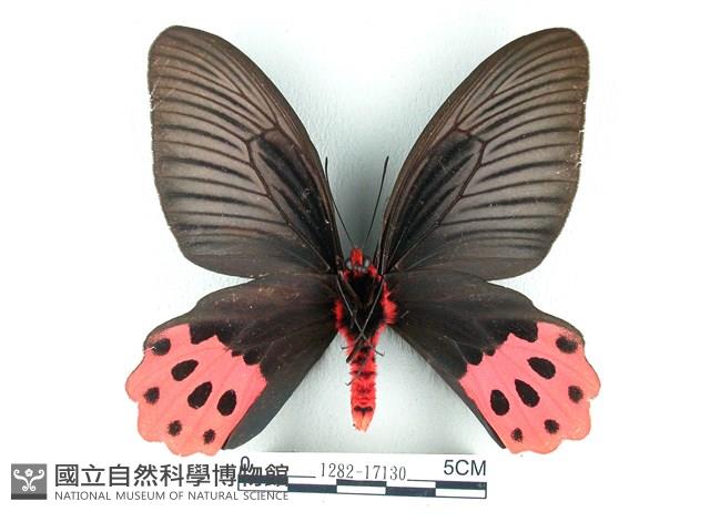 曙鳳蝶藏品圖，第2張