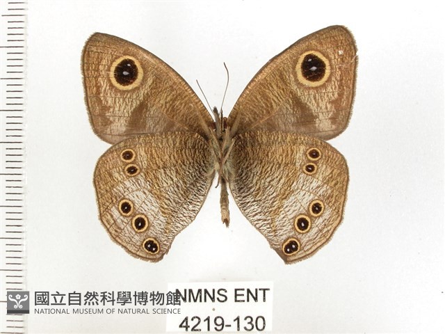 白漪波眼蝶藏品圖，第2張