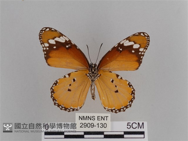 樺斑蝶藏品圖，第2張