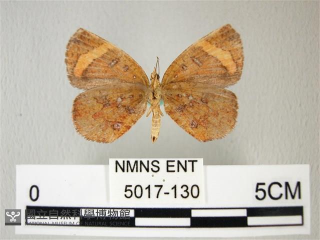 帶錨紋蛾藏品圖，第2張