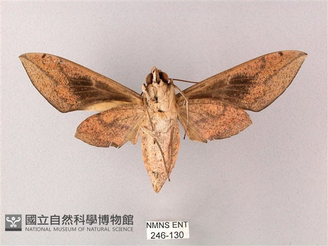 間斷斜紋天蛾藏品圖，第2張