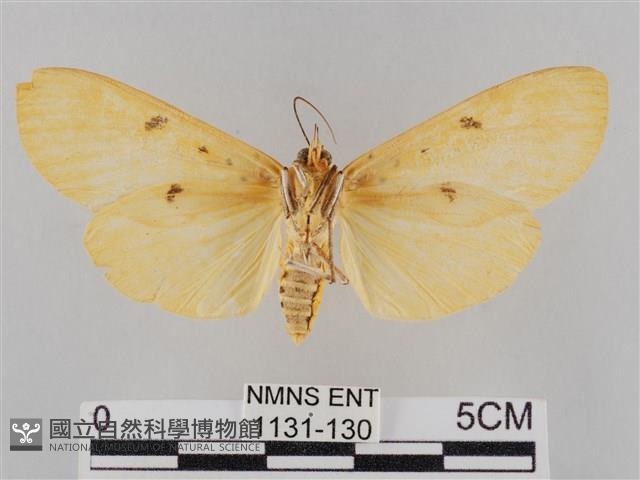 橙擬燈蛾藏品圖，第2張