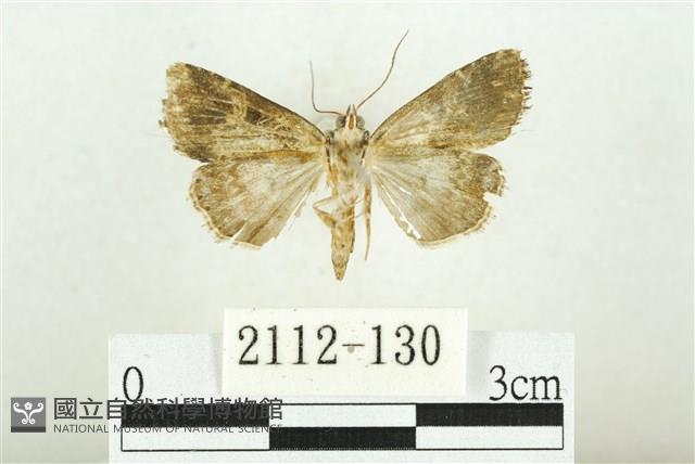 白斑散紋夜蛾藏品圖，第2張