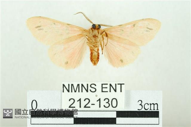 三條橙燈蛾藏品圖，第2張