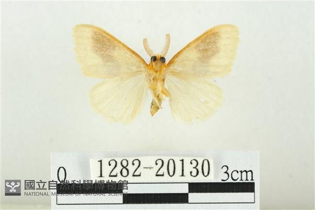 寬紋黃毒蛾藏品圖，第2張