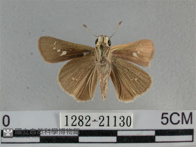 小稻弄蝶藏品圖，第2張